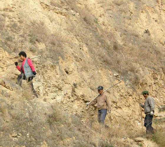 雖沒(méi)有十里桃林，漫山遍野的灼灼芳華。但我們有萬(wàn)畝國(guó)家級(jí)標(biāo)準(zhǔn)化油橄欖種植示范基地，漫山遍野，香氣撲鼻。畝是中國(guó)市制土地面積單位，一畝等于六十平..