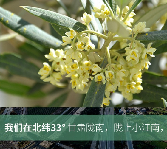 武都的氣候、土壤等與地中海沿岸極其相似，同處于世界頂級(jí)油橄欖黃金生產(chǎn)帶（32°58--33°36）年平均氣溫為14.7°，年日照時(shí)數(shù)1911..